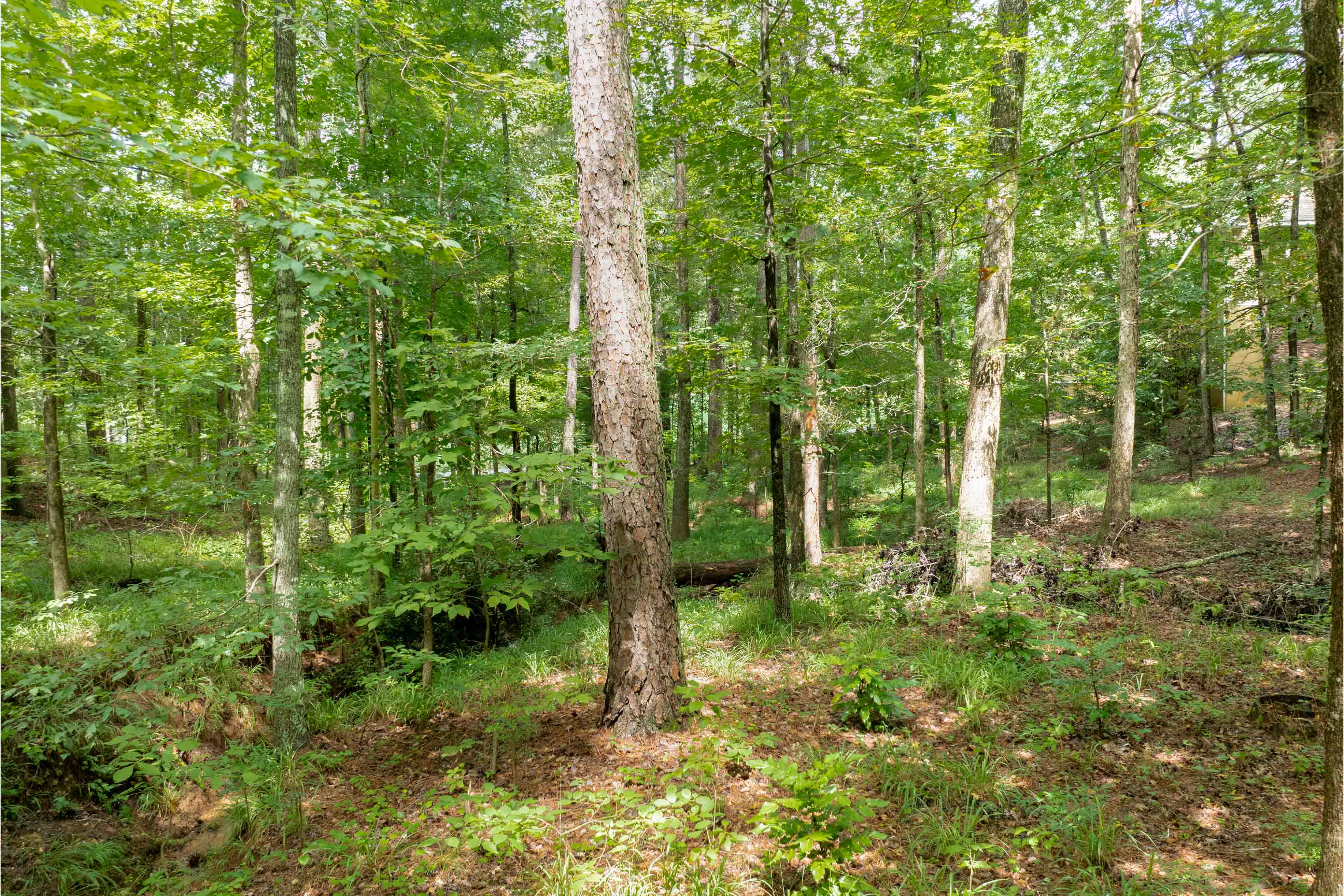 1161 Shoulder Bone Circle image 6